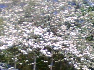 <img300*0:stuff/z/174525/Tsome%2527s%2520flowers%2520galore!/i1211397194_7.jpg>