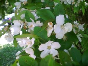 <img300*0:stuff/z/174525/Tsome%2527s%2520flowers%2520galore!/i1211397194_8.jpg>