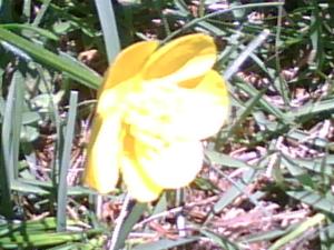 <img300*0:stuff/z/174525/Tsome%2527s%2520flowers%2520galore!/i1211397194_9.jpg>