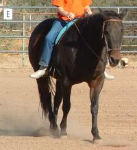 <img200*0:stuff/z/174707/Horse%2520References%2520by%2520Epona/DSCF0003.JPG>