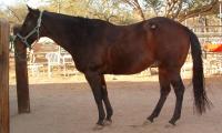 <img200*0:stuff/z/174707/Horse%2520References%2520by%2520Epona/DSCF0006.JPG>