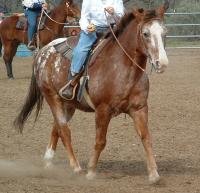 <img200*0:stuff/z/174707/Horse%2520References%2520by%2520Epona/DSCF0016.JPG>