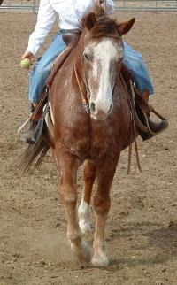 <img200*0:stuff/z/174707/Horse%2520References%2520by%2520Epona/DSCF0020.JPG>