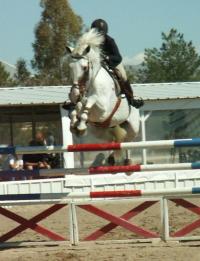 <img200*0:stuff/z/174707/Horse%2520References%2520by%2520Epona/HorseShow1%20(11).JPG>