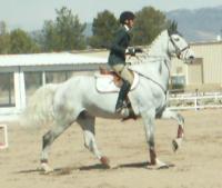 <img200*0:stuff/z/174707/Horse%2520References%2520by%2520Epona/HorseShow1%20(186).JPG>