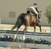 <img200*0:stuff/z/174707/Horse%2520References%2520by%2520Epona/HorseShow1%20(37).JPG>