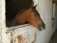 <img200*0:stuff/z/174707/Horse%2520References%2520by%2520Epona/More%20Horse%20Show1%20(100).JPG>