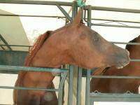 <img200*0:stuff/z/174707/Horse%2520References%2520by%2520Epona/More%20Horse%20Show1%20(13).JPG>