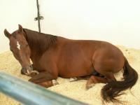 <img200*0:stuff/z/174707/Horse%2520References%2520by%2520Epona/More%20Horse%20Show1%20(16).JPG>