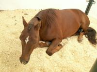 <img200*0:stuff/z/174707/Horse%2520References%2520by%2520Epona/More%20Horse%20Show1%20(18).JPG>