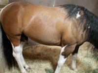 <img200*0:stuff/z/174707/Horse%2520References%2520by%2520Epona/More%20Horse%20Show1%20(26).JPG>