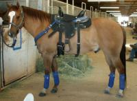 <img200*0:stuff/z/174707/Horse%2520References%2520by%2520Epona/More%20Horse%20Show1%20(34).JPG>