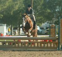 <img200*0:stuff/z/174707/Horse%2520References%2520by%2520Epona/PICT0006.JPG>