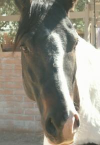 <img200*0:stuff/z/174707/Horse%2520References%2520by%2520Epona/PICT0008.JPG>