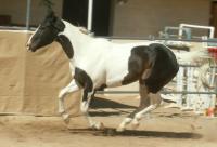 <img200*0:stuff/z/174707/Horse%2520References%2520by%2520Epona/PICT0015.JPG>