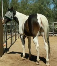 <img200*0:stuff/z/174707/Horse%2520References%2520by%2520Epona/PICT0015oo%20(42).JPG>
