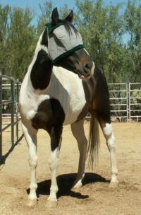 <img200*0:stuff/z/174707/Horse%2520References%2520by%2520Epona/PICT0015oo%20(43).JPG>