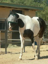 <img200*0:stuff/z/174707/Horse%2520References%2520by%2520Epona/PICT0015oo%20(46).JPG>