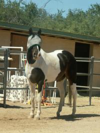 <img200*0:stuff/z/174707/Horse%2520References%2520by%2520Epona/PICT0015oo%20(47).JPG>