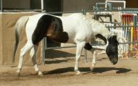<img200*0:stuff/z/174707/Horse%2520References%2520by%2520Epona/PICT0015oo%20(7).JPG>
