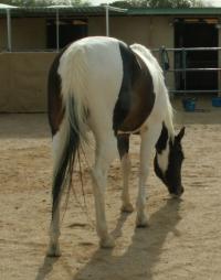 <img200*0:stuff/z/174707/Horse%2520References%2520by%2520Epona/PICT0016.JPG>
