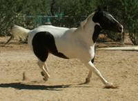 <img200*0:stuff/z/174707/Horse%2520References%2520by%2520Epona/PICT0017.JPG>