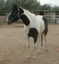 <img200*0:stuff/z/174707/Horse%2520References%2520by%2520Epona/PICT0018-koko.JPG>