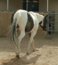 <img200*0:stuff/z/174707/Horse%2520References%2520by%2520Epona/PICT0018.JPG>