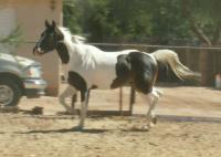 <img200*0:stuff/z/174707/Horse%2520References%2520by%2520Epona/PICT0018oo.JPG>