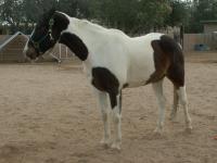 <img200*0:stuff/z/174707/Horse%2520References%2520by%2520Epona/PICT0019.JPG>