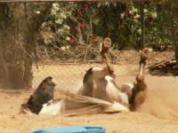 <img200*0:stuff/z/174707/Horse%2520References%2520by%2520Epona/PICT0021.JPG>