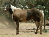 <img200*0:stuff/z/174707/Horse%2520References%2520by%2520Epona/PICT0023.JPG>