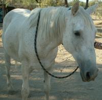 <img200*0:stuff/z/174707/Horse%2520References%2520by%2520Epona/PICT0026.JPG>