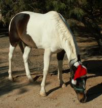 <img200*0:stuff/z/174707/Horse%2520References%2520by%2520Epona/PICT0028.JPG>