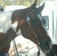 <img200*0:stuff/z/174707/Horse%2520References%2520by%2520Epona/PICT0032.JPG>