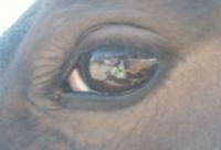 <img200*0:stuff/z/174707/Horse%2520References%2520by%2520Epona/PICT0033.JPG>