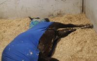 <img200*0:stuff/z/174707/Horse%2520References%2520by%2520Epona/PICT0051.JPG>