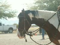 <img200*0:stuff/z/174707/Horse%2520References%2520by%2520Epona/PICT0072.JPG>
