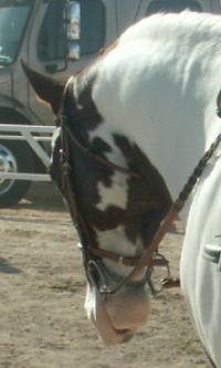 <img200*0:stuff/z/174707/Horse%2520References%2520by%2520Epona/PICT0076.JPG>