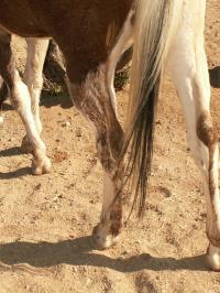 <img200*0:stuff/z/174707/Horse%2520References%2520by%2520Epona/PICT0080.JPG>