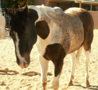 <img200*0:stuff/z/174707/Horse%2520References%2520by%2520Epona/PICT0165.JPG>