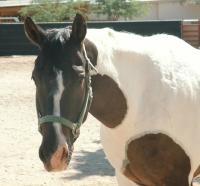 <img200*0:stuff/z/174707/Horse%2520References%2520by%2520Epona/PICT0183.JPG>