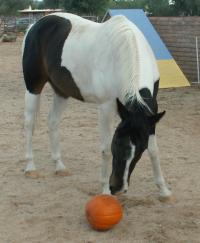 <img200*0:stuff/z/174707/Horse%2520References%2520by%2520Epona/PICT0363.JPG>