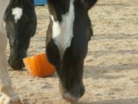 <img200*0:stuff/z/174707/Horse%2520References%2520by%2520Epona/PICT0369.JPG>