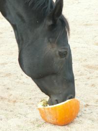 <img200*0:stuff/z/174707/Horse%2520References%2520by%2520Epona/PICT0371.JPG>