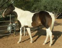 <img200*0:stuff/z/174707/Horse%2520References%2520by%2520Epona/PICT0375.JPG>