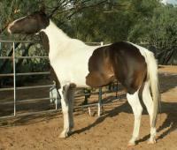 <img200*0:stuff/z/174707/Horse%2520References%2520by%2520Epona/PICT0377.JPG>