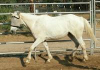 <img200*0:stuff/z/174707/Horse%2520References%2520by%2520Epona/Smokey%20pen.JPG>