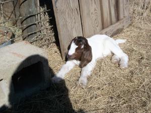 <img300*0:stuff/z/176730/Goat%2520Herd%25202011/i1297128147_8.jpg>