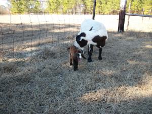 <img300*0:stuff/z/176730/Goat%2520Herd%25202011/i1297128148_9.jpg>